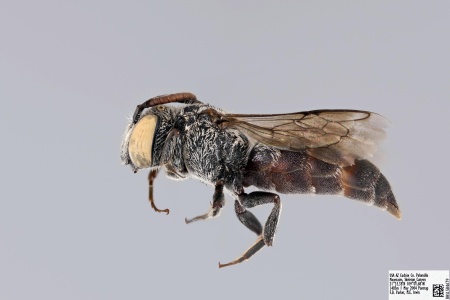 [Dioxys pacificus female (lateral/side view) thumbnail]